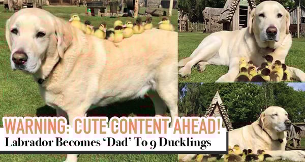 This Labrador Just Adopted 9 Ducklings And It's Probably The Cutest Thing You'll See Today