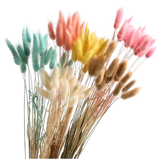 1-pack-50-head-Denisfen-Natural-Dried-Flower-Colorful-Rabbit-Tail-Cute-Bunny-Flowers-for-Home.jpg_640x640