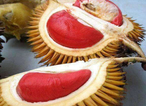 Year Of The Durian