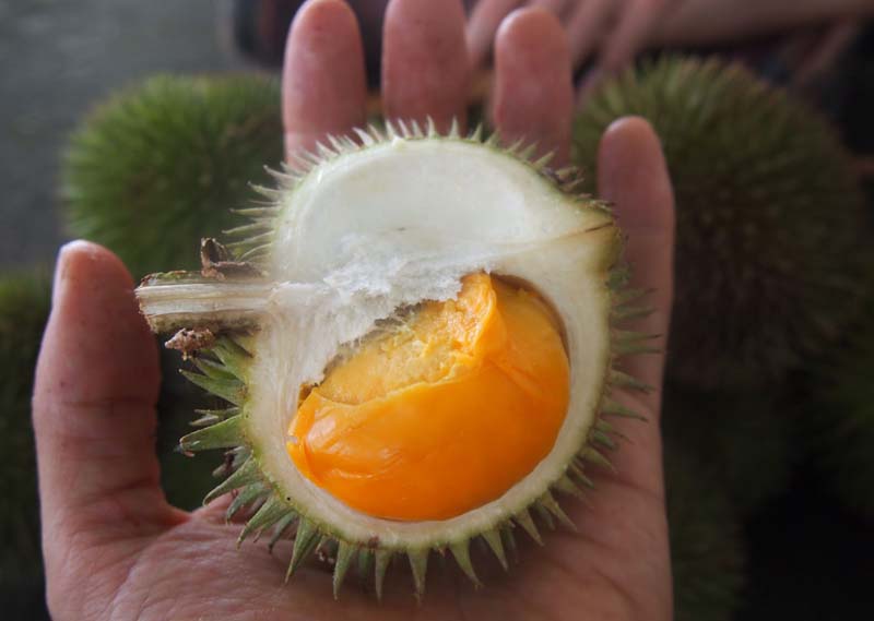 Year Of The Durian