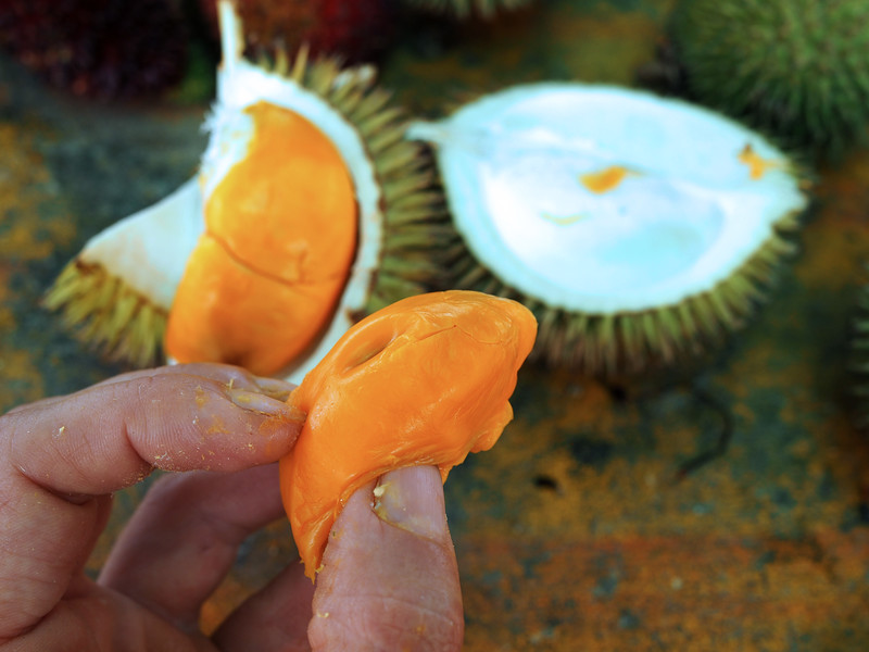 Year Of The Durian