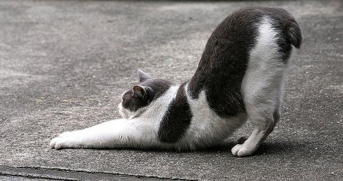 catcat1