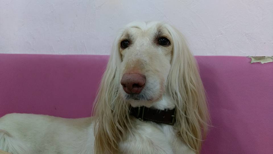 14495361_1176648569063658_4638874403446401622_n