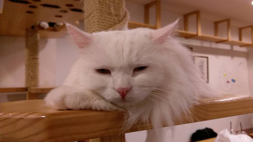 14572767_1176648582396990_5822799025373041221_n