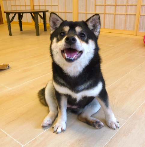 Screen Shot 2019-02-15 at 3.45.57 PM