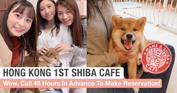 10 Shiba Dogs Dominate Hong Kong's First Interactive Shiba Cafe