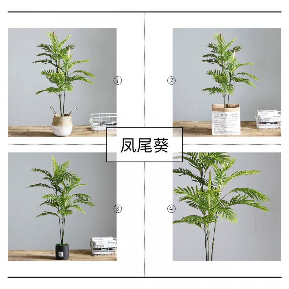 Areca Palm