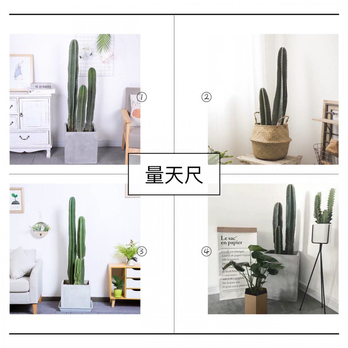 Cactus