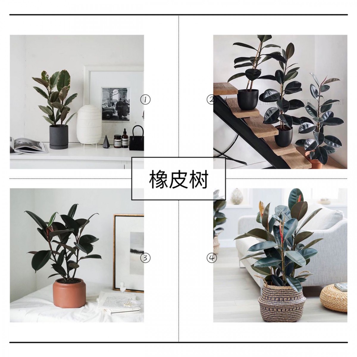 rubber fig plant