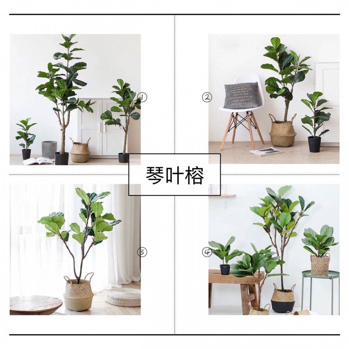 fiddle fig leaf