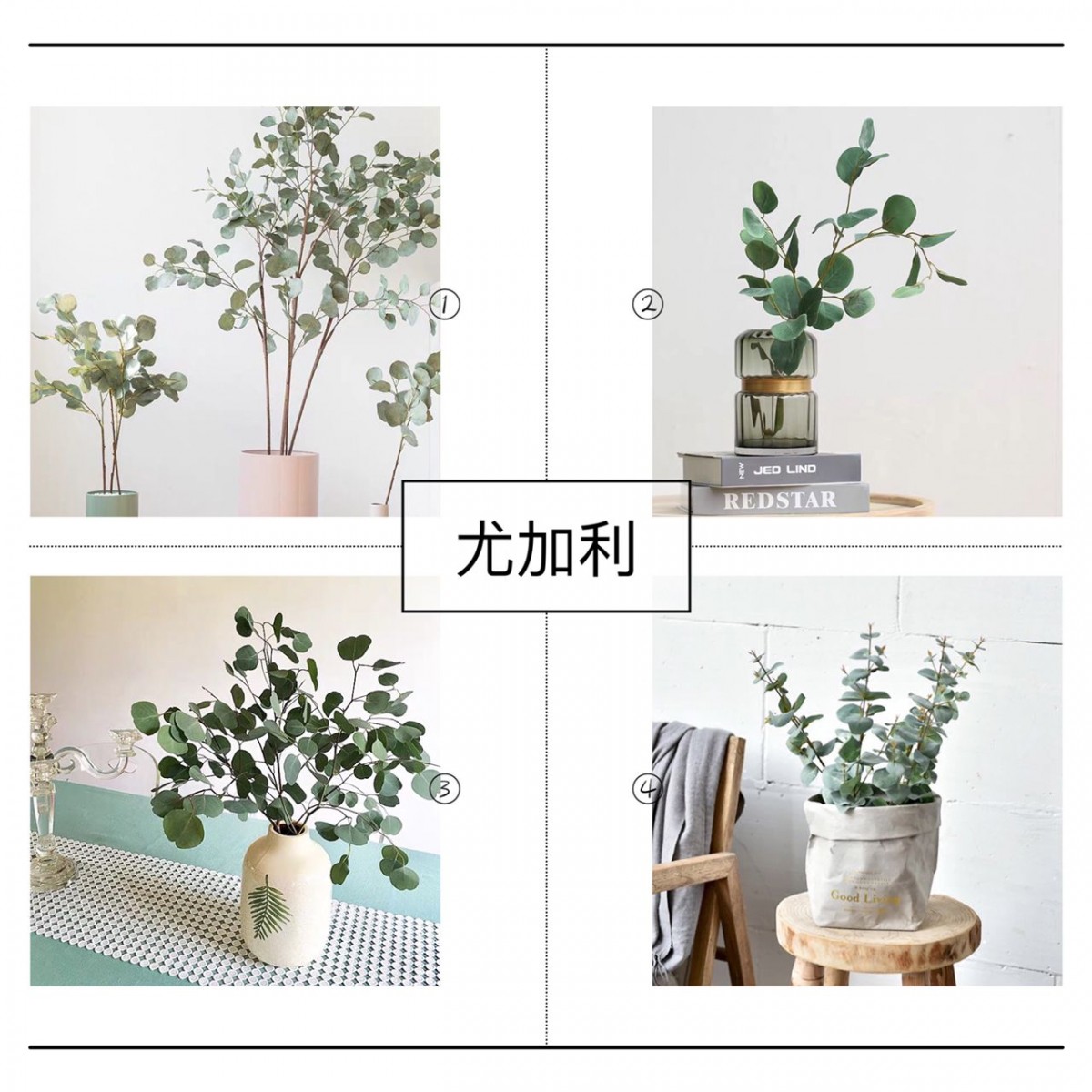 Eucalyptus plant