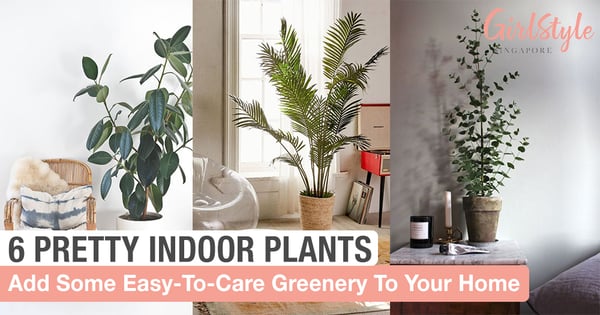 6 Easy-To-Care & Insta-Worthy Plants For Decor In Your Home