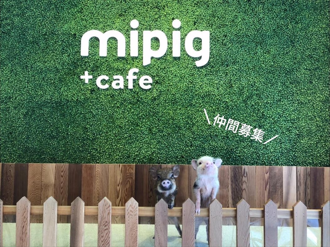 Micro Pig Cafe In Tokyo Lets You Cuddle With Tiny Little Pigs