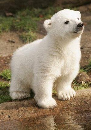 polar bear