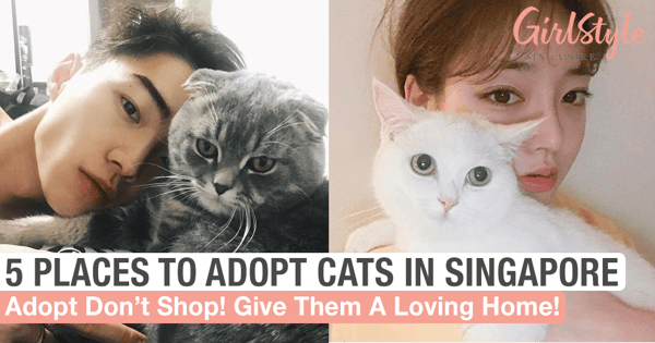 Adopt A Cat And Give It A Loving Home At These 5 Places In Singapore