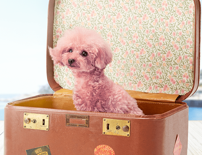 pink poodle character from HIMIKO's original web story, Mistery of on amari.