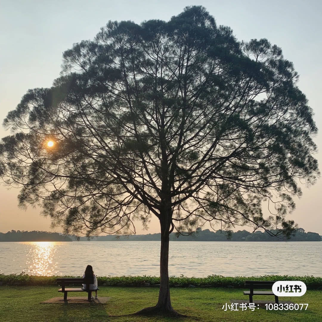 Tree at Upper Seletar Reservoir