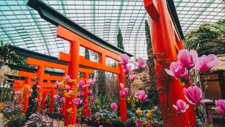 Sakura decorations