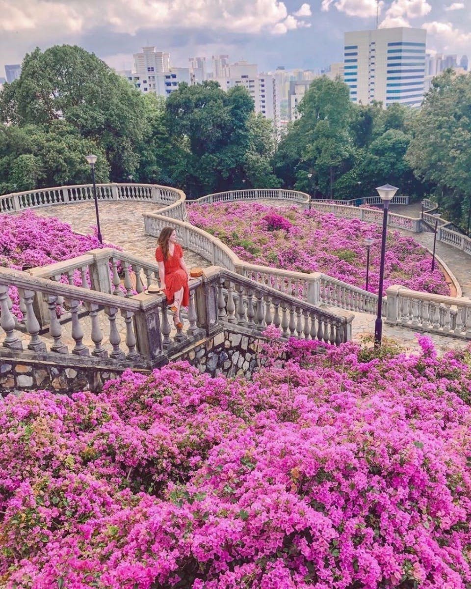 Telok Blangah Hill Park pink bougainvillea flowers Insta-worthy