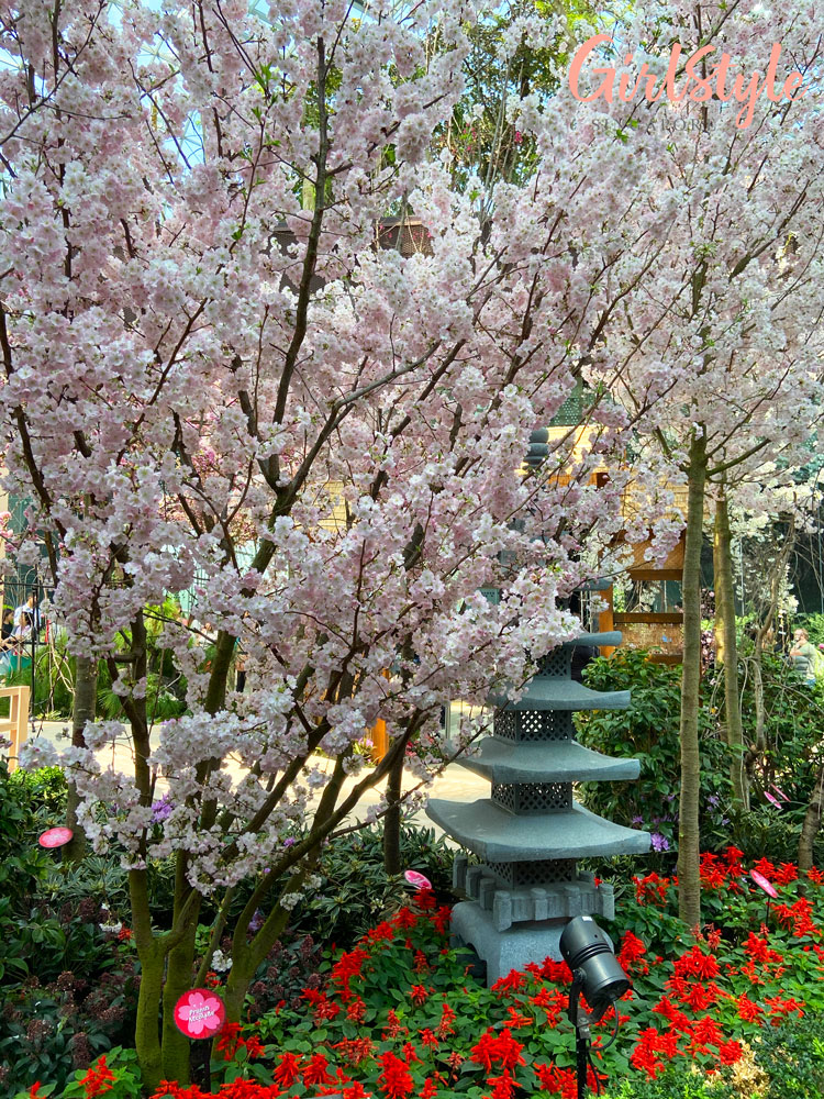 cherry blossoms in full bloom Sakura Matsuri - Tale of the Peach Boy floral display at gardens by the bay