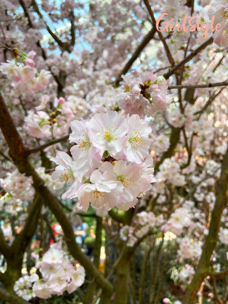 close up of cherry blossom Sakura Matsuri - Tale of the Peach Boy floral display at gardens by the bay