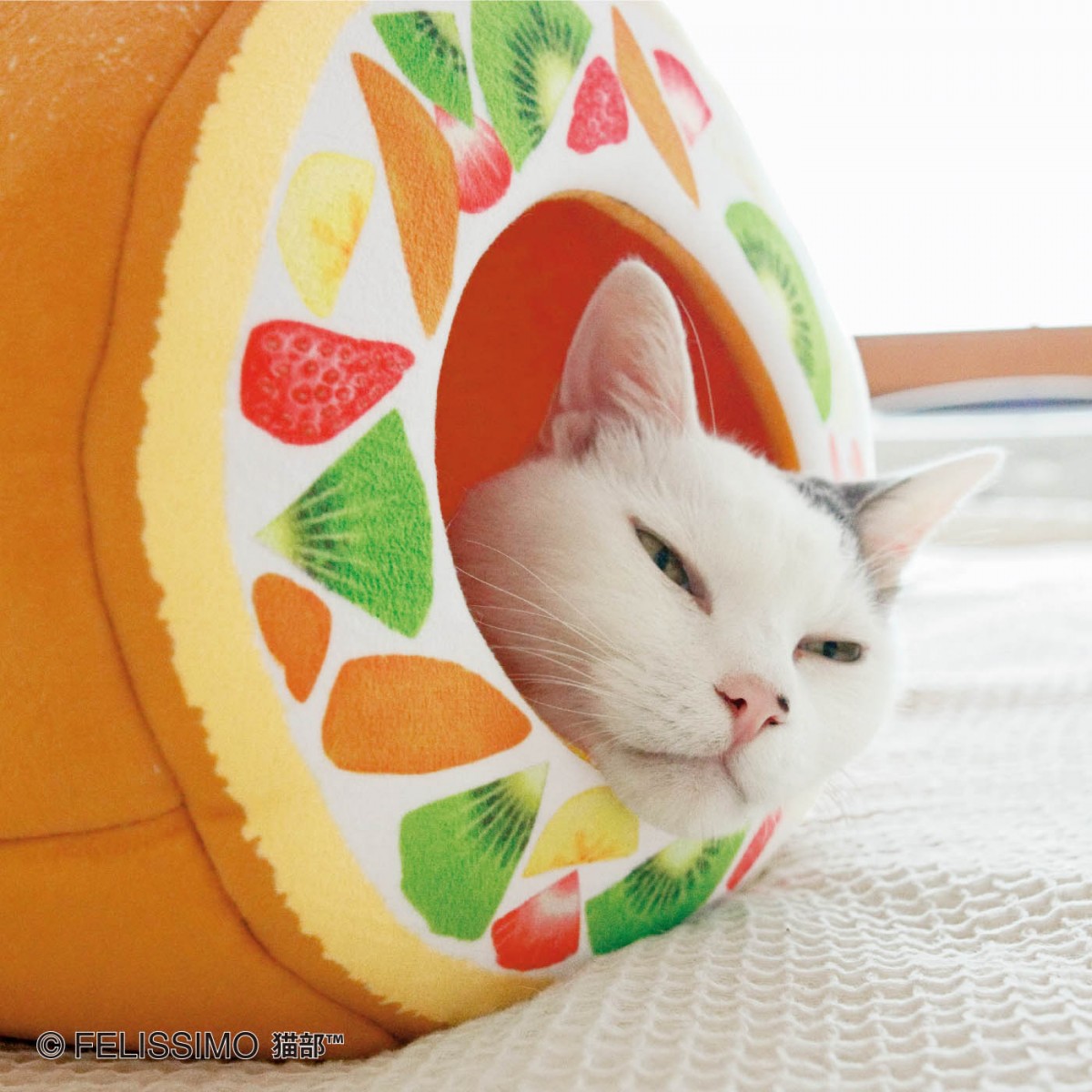 You+More! cream roll cake tunnel with sleeping cat head