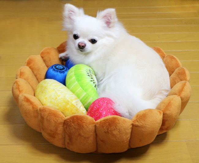 dog sitting on You+More! Fruit tart bed