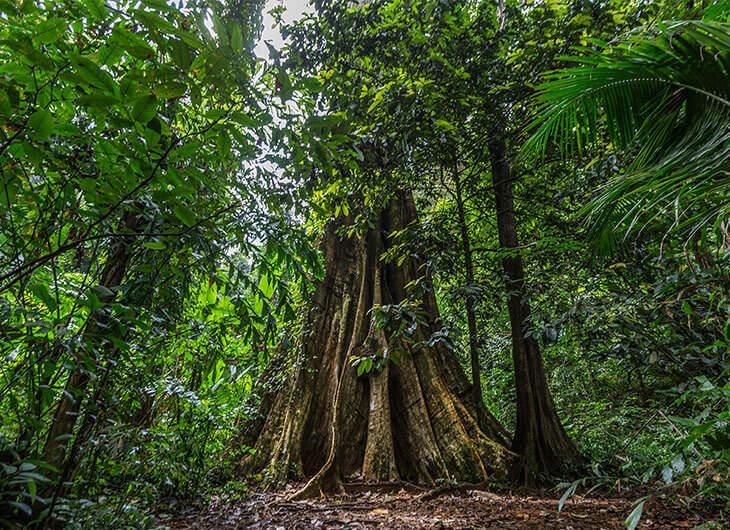 BigTree Koh Yao Noi