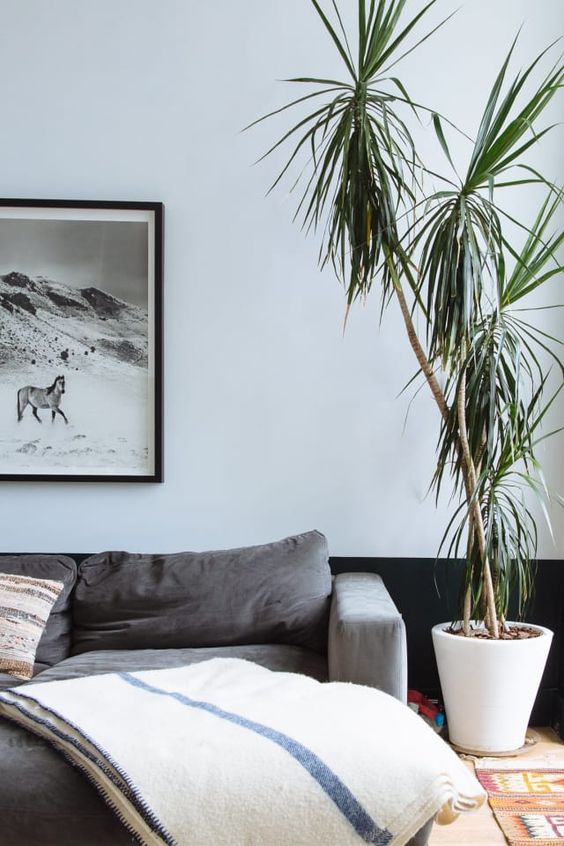 easy low maintenance plants in singapore how to care for dracaena plant