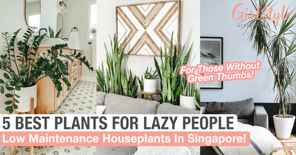 Gorgeous Low Maintenance Plants To Decorate Your Home & Office