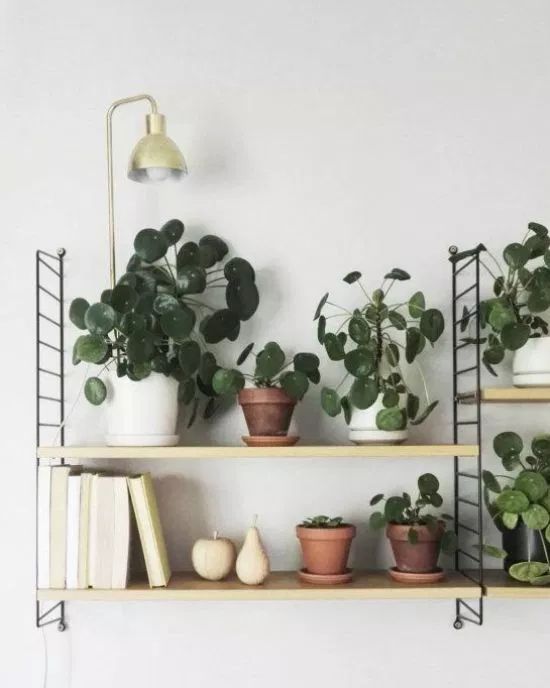 easy low maintenance plants in singapore how to care for money plant