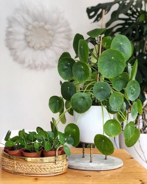 easy low maintenance plants in singapore how to care for money plant