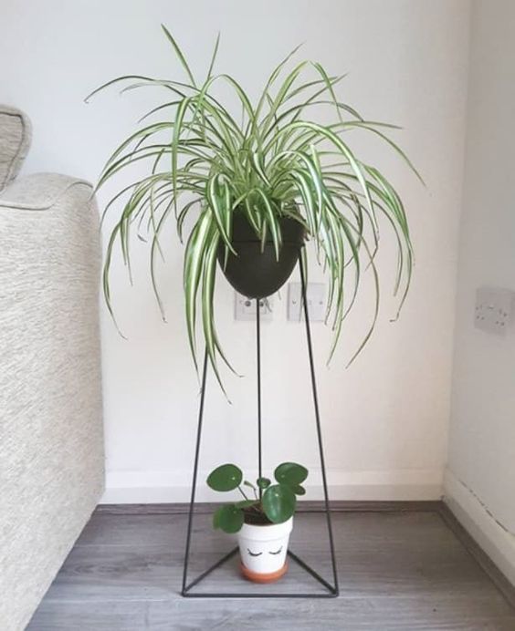 easy low maintenance plants in singapore how to care for Spider plant