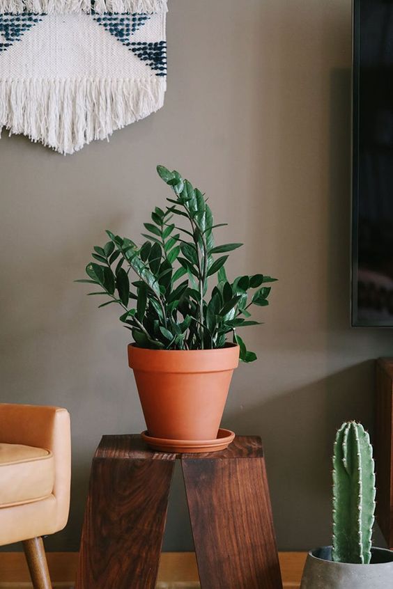 easy low maintenance plants in singapore how to care for Zanzibar Gem