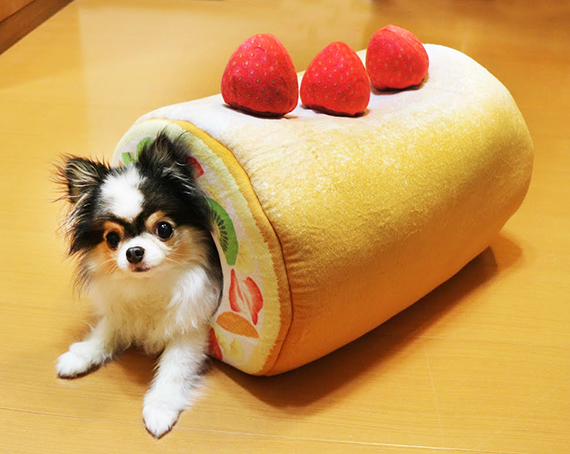 dog inside You+More! cream roll cake tunnel