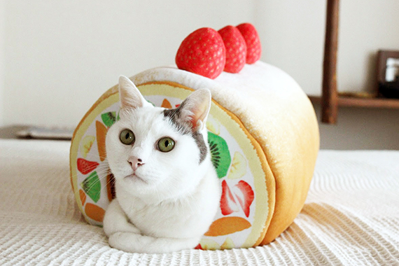 cat sitting inside You+More! cream roll cake tunnel with