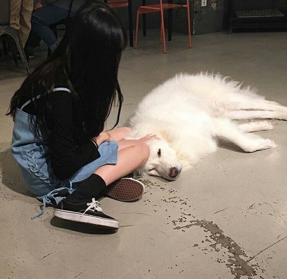 asian girl sitting beside a samoyed dog lying on the ground