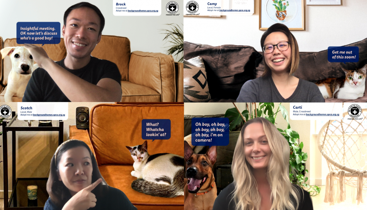 SPCA Zoom Video Calling Background