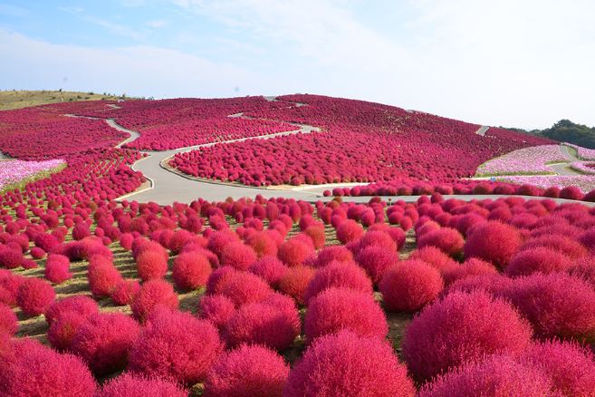 Hitachi Seaside Park kochia red