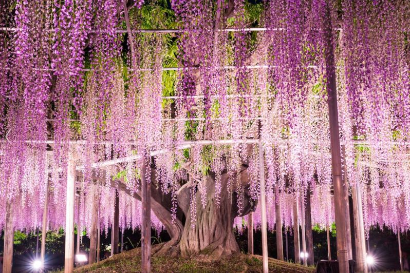 Ashikaga Flower Park