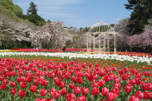 Hamamatsu Flower Park Spring flowers