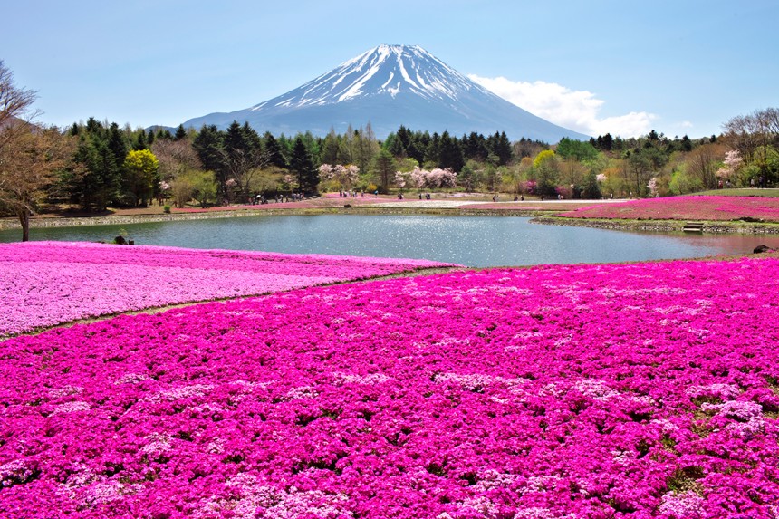 Lake Motosu Yamanashi Kawaguchiko pink moss Spring flowers