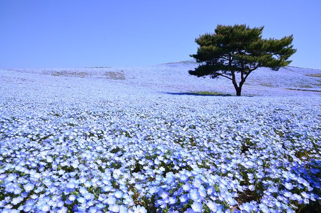 Hitachi Seaside Park nemophila