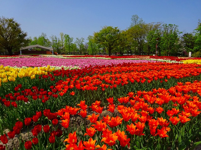 Tonami Tulip Park