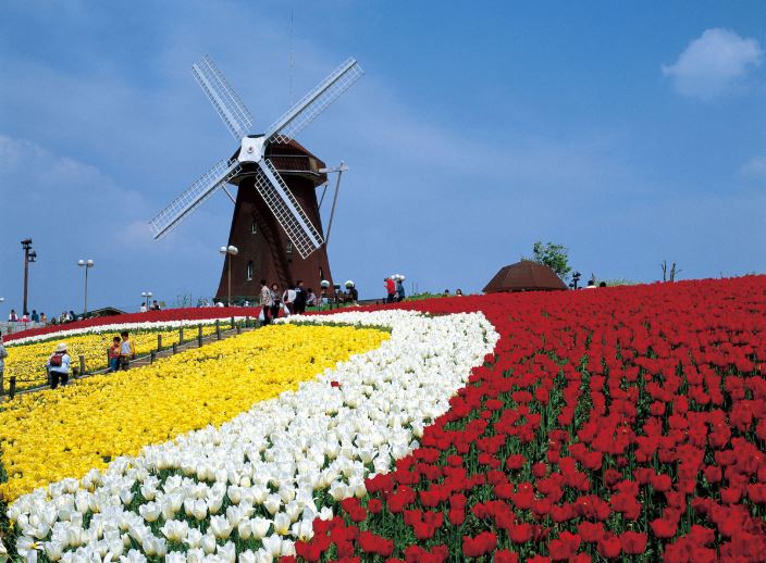 Tsurumi Ryokuchi Park Spring tulip flowers windmill
