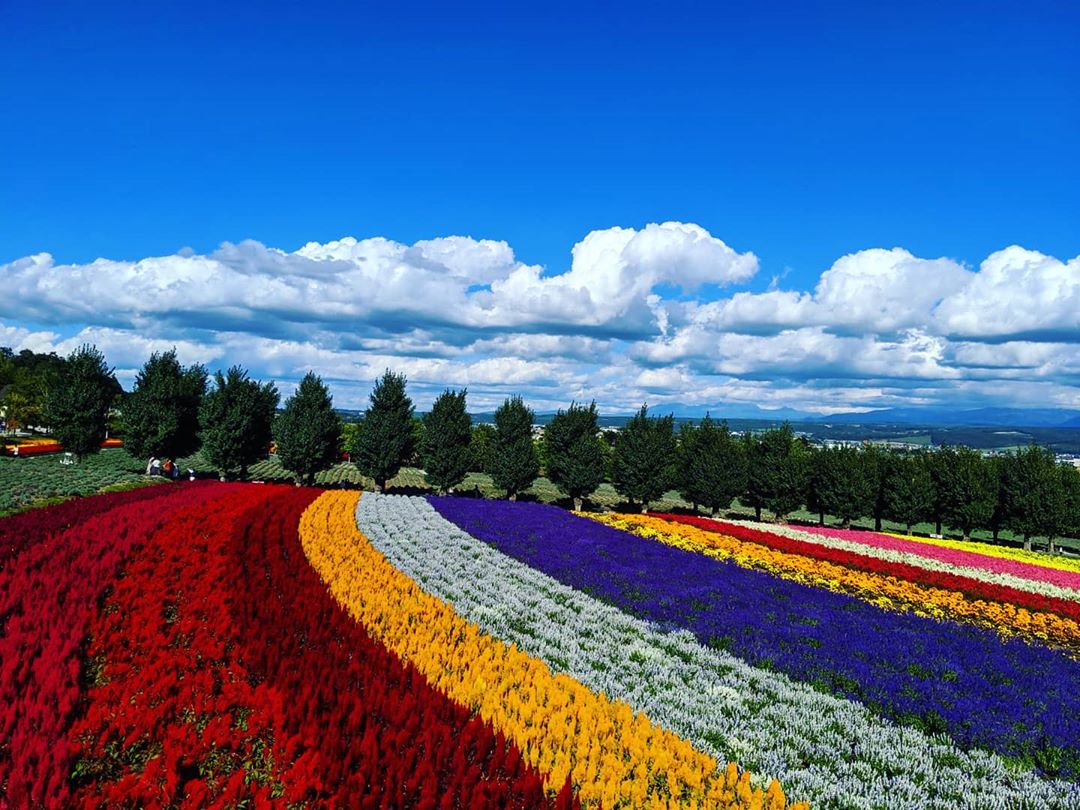 Farm tomita flowers Spring