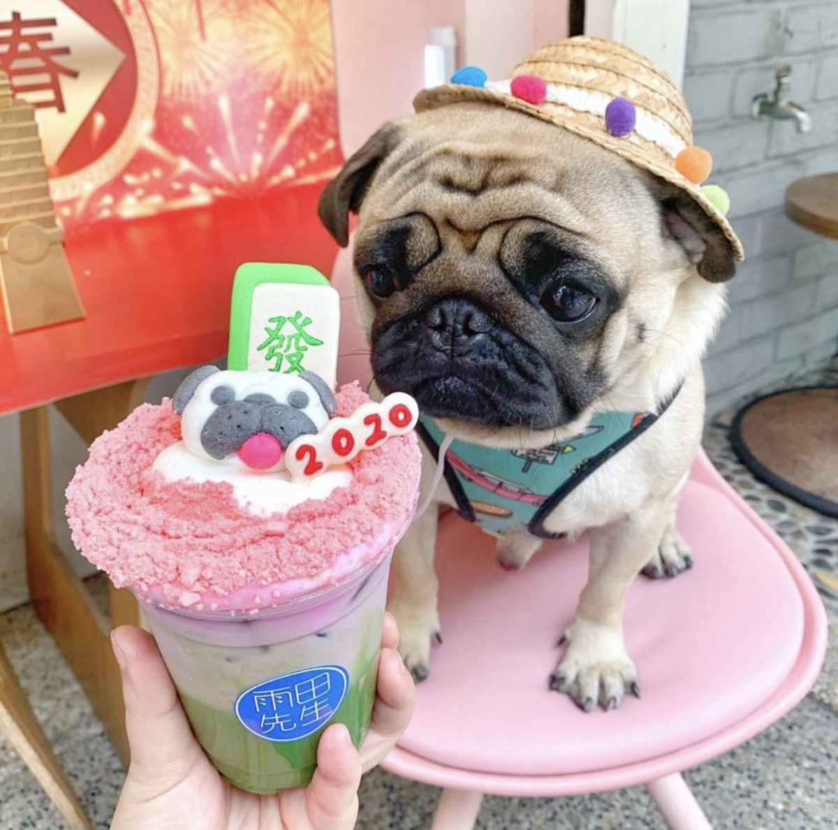 Shiba Ina Drink At A Cafe Located In Taiwan