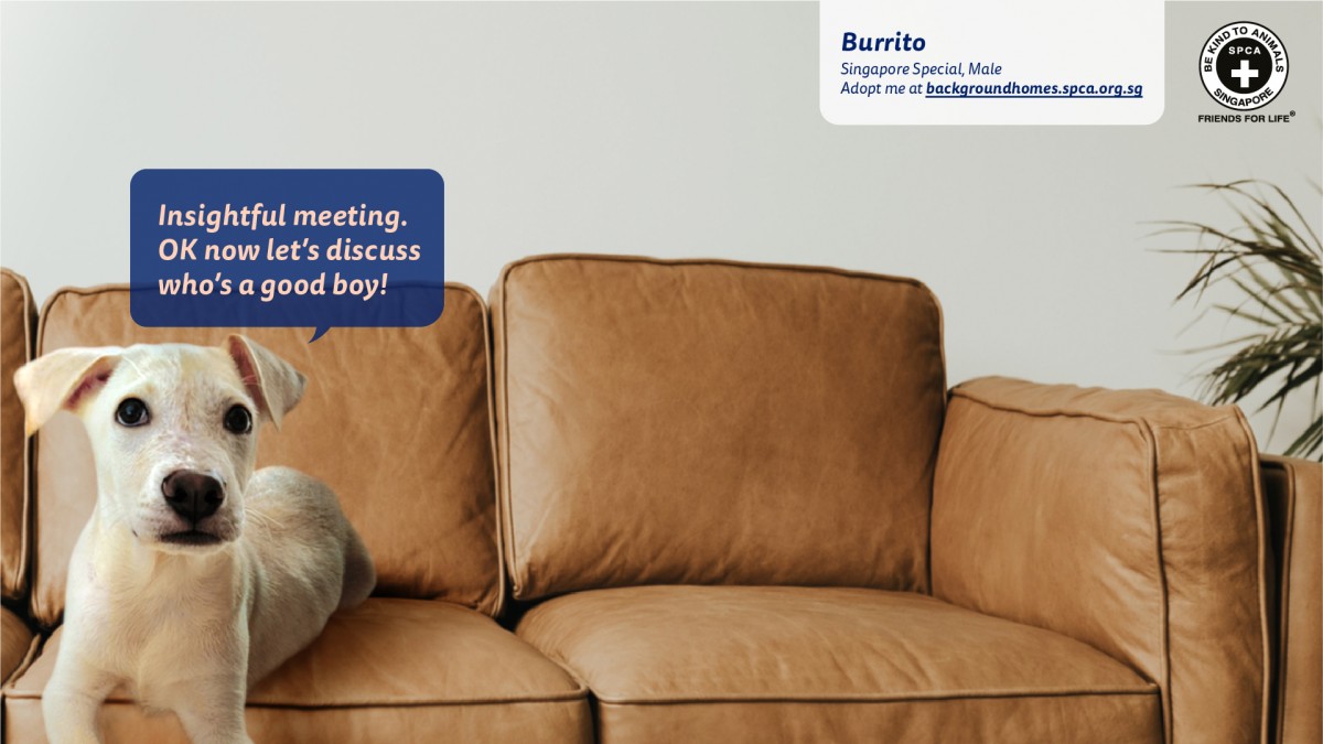 SPCA Zoom Video Calling Background