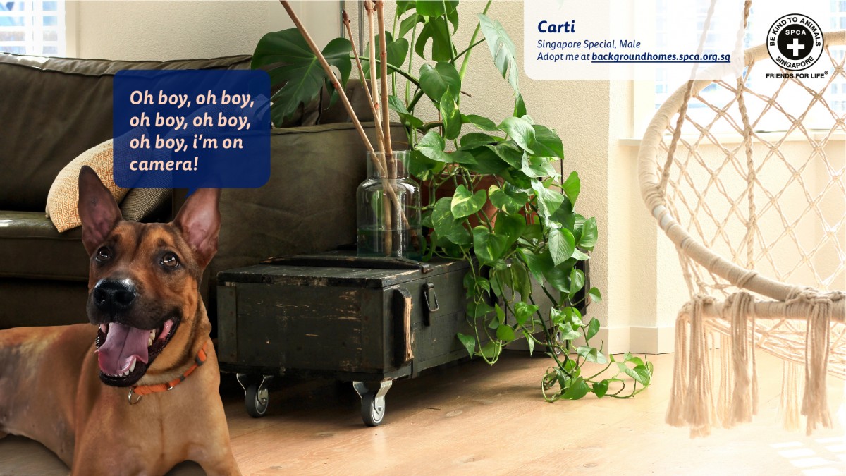 SPCA Zoom Video Calling Background