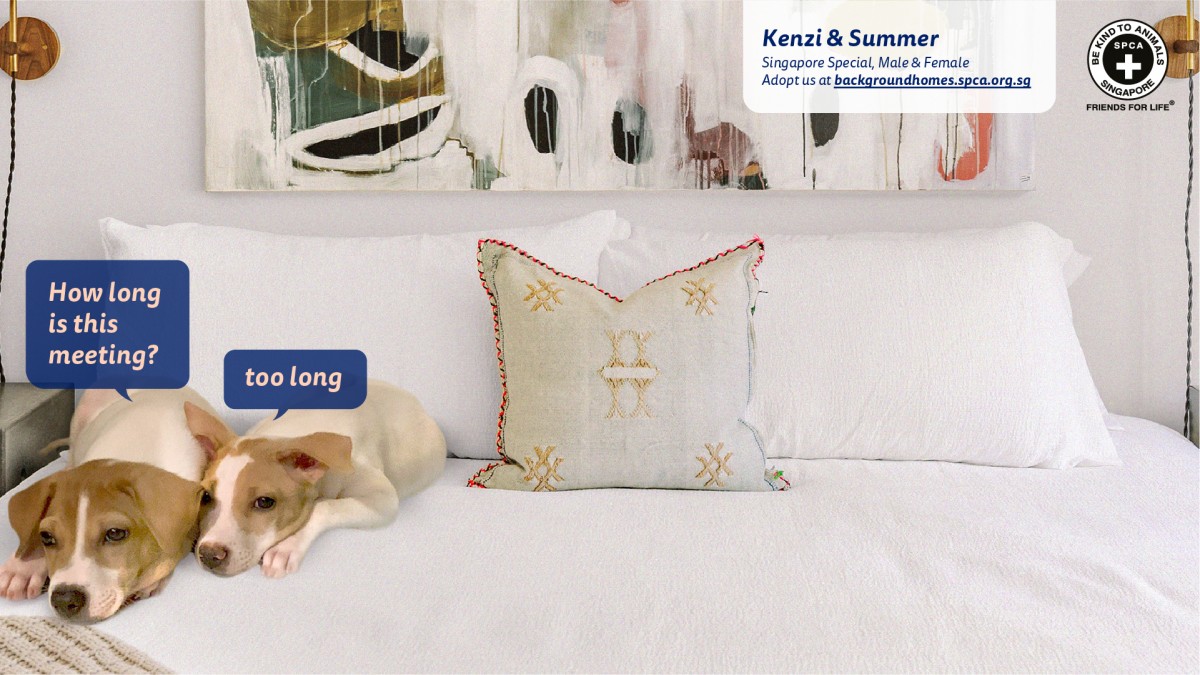 SPCA Zoom Video Calling Background